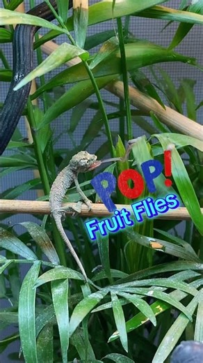 Feeding a variety of insects helps chameleons stay healthy, hydrated, and active.