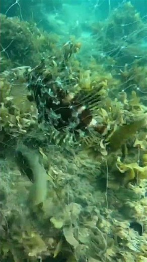 Coral reef Net fishing #fishing #fishinglife