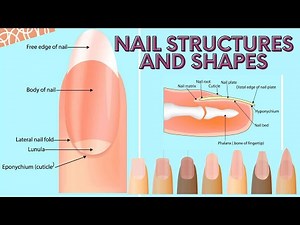 NAIL STRUCTURES AND SHAPES BEAUTY CARE NAIL CARE