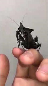 👻 Ghost Mantis PERFECT Dried Leaf Camouflage! 😱 (Phyllocrania paradoxa)