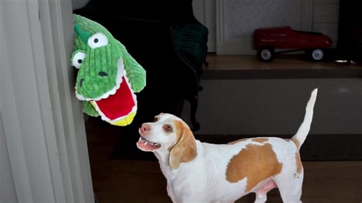 Dog fearlessly battles annoying alligator puppet