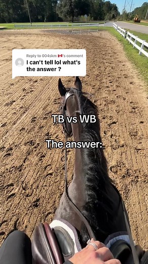 Thoroughbred vs Warmblood: Equestrian Breeds Explained