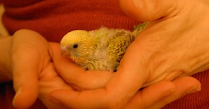 All About Parakeets: A Perfect Pet for Kids