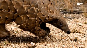 El pangolín, un controlador natural de plagas y actualmente el animal más traficado del mundo por sus escamas 😔 Esto es 'Extinción' un documental de #BBCEarthEn0 disponible en Movistar | Cero