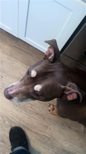 Day 6 of household helper Rocco’s helping with mopping today!!
