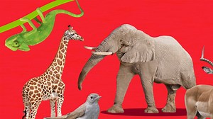 Pinkfong - Animal Songs - Season 1 - Ep 06 - ABC Animal Train