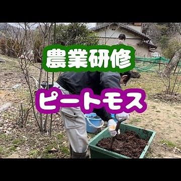 田舎不動産にて農業研修！ブルーベリーに、ピートモスを追加して土の酸性度を調整します！雑草や人と同じそれぞれに合った付き合い方を！