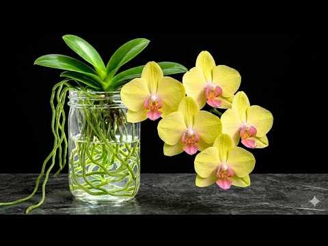 How to Convert Orchids to Semi Hydroponics (Step-by-Step Guide for Beginners)