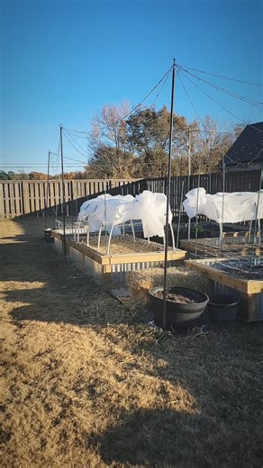 Bachelor buttons, Nigella, ranunculas, and anemones all put to bed for winter and ready for any cold weather. Next up is to get my snapdragon seedlings planted to overwinter. 💚 💐 | Hand and Root