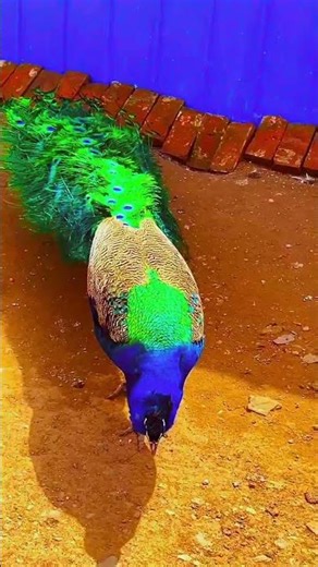 Beautiful Peacock Dancing | Soothing Nature Sound | Peacock Calling #peacock #birds #peacockdance