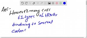 SOLVED:The Genetic Code in Action Translate the mRNA shown, starting at the first 5 ' nucleotide, assuming that translation occurs in an E. coli cell. If all tRNAs make maximum use of wobble rules but do not contain inosine, how many distinct tRNAs are required to translate this RNA? (5) AUGGGUCGUGAGUCAUCGUUAAU