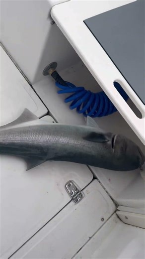 Bluefish On The Flats Saltwater Fishing