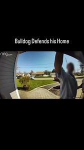 14K views · 81 reactions | Bulldogs weren’t bred to guard — they were bred for bull-baiting, a brutal sport that demanded grit and courage. That fearless, “stand your ground” attitude is still in their DNA today. ⚡In modern life, those traits can show up as protectiveness over their home, toys, or people. ❤️ When a bulldog feels challenged, it’s not likely to back down.  #dogbehavior #dogtips #reactivedog #dogtrainingtips #anxiousdog | Thinking Canine | Facebook