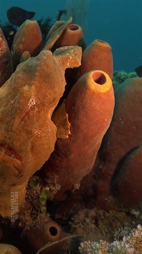 Frogfish Disguised as Brown Sponge🪸🐡