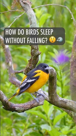 How do Birds Sleep Without Falling? 😴🐦 | Nature’s Clever Design