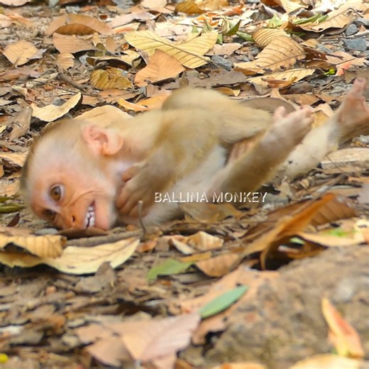 why mom Luna ? Luna start weaning her baby Lynx and baby so hungry #Ballinamonkey | Ballina Monkey
