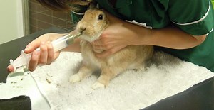 Syringe Feeding Rabbits: all you need to know