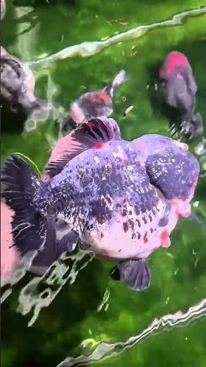 China's most skilled goldfish keeper! Visit his fishing grounds! #goldfish #koi #fish #aquaticpets