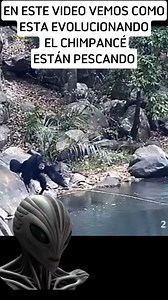 152K views · 2.6K reactions | Aquí vemos como el CHIMPANCE ESTA EVOLUCIONANDO  #evolucion #misterio #Impresionante | Aliens y Conspiración | Facebook