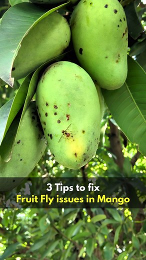 GAIAGEN TECHNOLOGIES PVT LTD on Instagram: "Stop Fruit Flies from Ruining Your Mangoes! 🥭🚫 🍃 3 Simple Tips to Fix Fruit Fly Issues in Mango: ✔️ Check for early fruit damage 🔍 ✔️ Remove infested fruits quickly 🍂 ✔️ Deploy Gaiagen BADOR Lure for effective control ✅ Keep your mangoes pest-free—Buy now on Amazon & Flipkart! 🛒 (Link in bio) #MangoProtection #FruitFlyControl #GAIAGEN #HealthyHarvest"