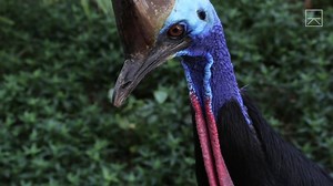 6K views · 78 reactions | It's Man vs. Cassowary in this epic animal encounter! Who do you think will win?! Cast your vote! | Coyote Peterson | Facebook