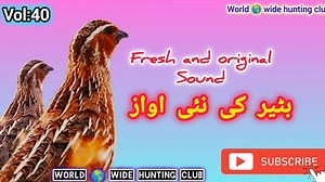 44K views · 2K reactions | VOL : 40 45 Minutes complete sound. #quailirdsforsale #quailbirdsforsale #fypviralシ #quailsoftiktok #fscebookreels #Quailtrap #quailsofinstagram #facebookviral #quailb #facebookreel | World Wide Quails | Facebook