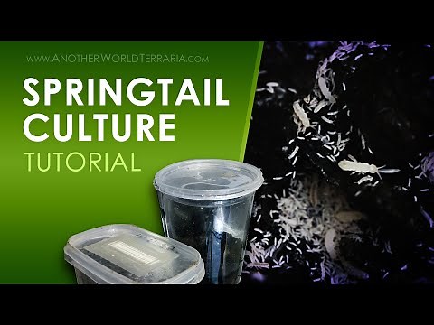 How To Make a Springtail Culture (Terraria Clean Up Crew!)