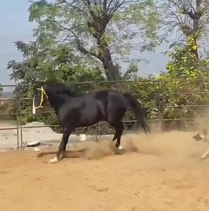4.2K views · 70 reactions | Marwari Stallion :- ALAMGIR Sire :- KALA KANTA (BY LATE ALISHAAN) Owner Sh. Prashant Gunjalkar @prashantroyalty Video By @manusharma303 ___ #follow #great_marwari_horses_of_marwar | Great Marwari Horses Of Marwar | Facebook