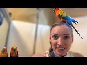 Our Morning Routine With Our Sun Conures!!