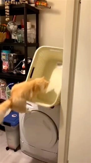 Clumsy Cats Need Help 😿🐱 | Funny & Cute Cat Falls Compilation! #shorts #cats