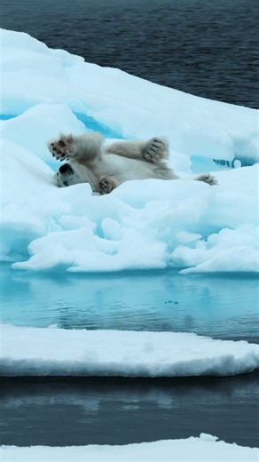 From whales to walrus ❄️ Beyond the fjords of Norway, the Arctic...