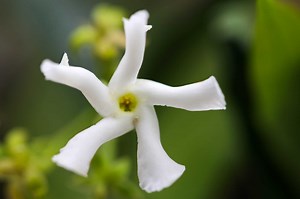 What Is the Minimum Temperature for Star Jasmine?