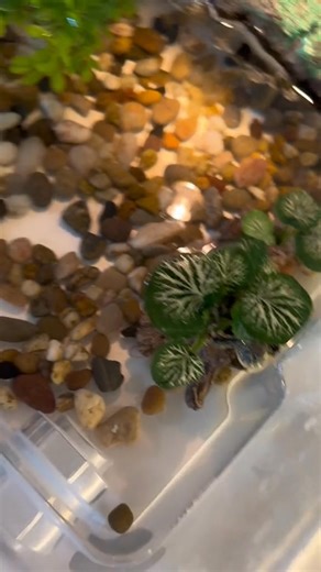 Couldn’t find pluto at first hiding in the plant🥹🌱 #turtle #turtletok #turtlesoftiktok #turtlelover #fyp | TurtleNest Diaries