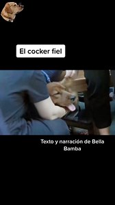El cocker fiel #historiasdeanimales #bellabamba #historiasdeperros | Hablamos de animales