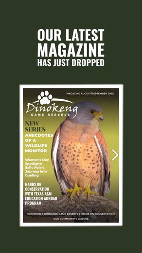 33 reactions · 20 shares | What do giraffes, snakes, and skirt steak have in common? They’re all inside Issue #16 of the Dinokeng Game Reserve magazine. Read it free → https://bit.ly/DGRMag16 #conservation #Research #dinokenggamereserve #gautengtravel #vet #Wildlife #magazine | Dinokeng Game Reserve | Facebook