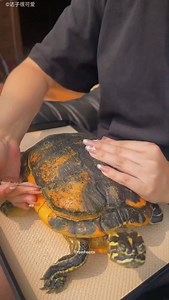 16K views · 44 reactions | Girl Saves an Infected Turtle! | True Facts | Facebook
