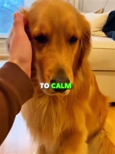 This Dog Destroyed Random Decorations at The Neighbors House💔😔