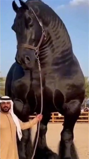 the largest horse in the world #horse #horses #stallion