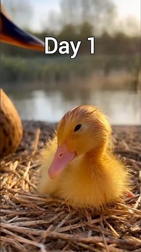 Duck growth - Baby Animals 1 To 20 Days #duck #animals #shorts