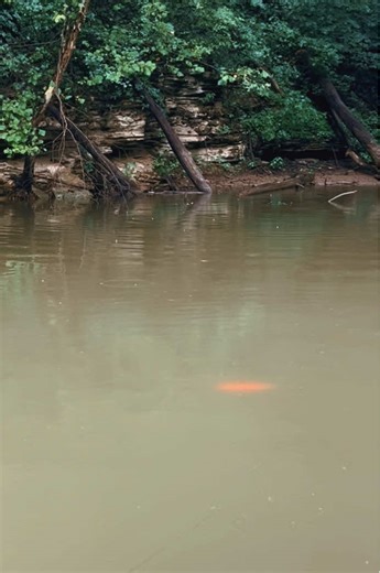 Musky gliders 9”#JW Lures,muskie lures ,handmade