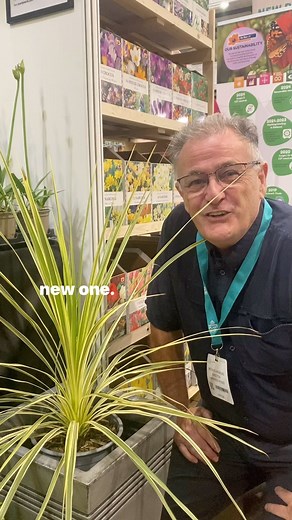 11K views · 283 reactions | Cordyline australis Lime Passion #plants #cordyline gardening | Dave The Plantman | Facebook