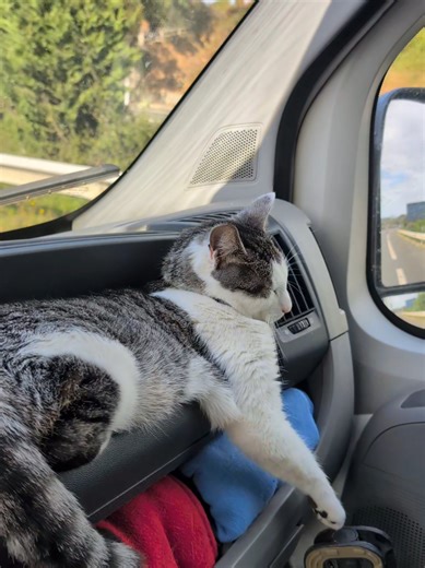 Hilarious Road Trip Nap with Cats