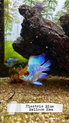 Electric Blue Balloon Ram Showcase