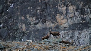 Mountain goats mating - Stock Video Clip - K004/1561