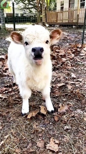 🐄 Baby Cow, Duck & Donkey Sounds 🦆🐴 | Real Farm Animal Sounds