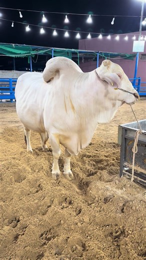 Sakran Cattle Farm: Animal Lovers' Paradise