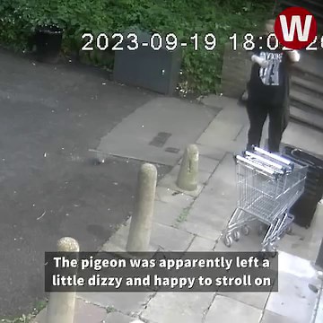 47K views · 657 reactions | A man who was hit in the head by a pigeon has shared the CCTV describing it as 'comedy gold'  Thankfully, both the man and the pigeon were left uninjured!  | WalesOnline | Facebook