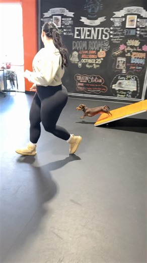 Dachshund agility #agility #minidachshund #dachshundagility