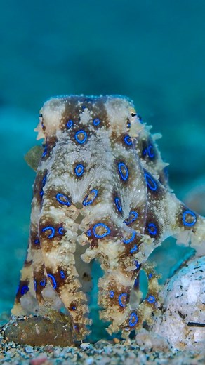 17K views · 2K reactions | The blue-ringed octopus, a small yet stunning marine creature, flaunts vibrant iridescent blue rings that pulse with brilliance against its golden skin. Despite its beauty, this tiny cephalopod harbors potent venom, making it one of the ocean’s most fascinating yet deadly inhabitants. Critter Republic Dive Center #octopus | Critter Hunter | Facebook