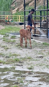 8K views · 146 reactions | Adorable Brahman little baby #reelsviralシ #reelschallenge #farming #cattle #brahman #cute #cutebaby #cows | Biggest Bulls Of Bangladesh | Facebook